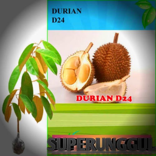 Detail Gambar Anggur Gambar Durian Nomer 37