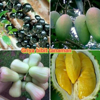 Detail Gambar Anggur Gambar Durian Nomer 40