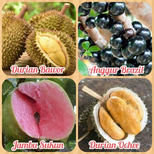 Detail Gambar Anggur Gambar Durian Nomer 6