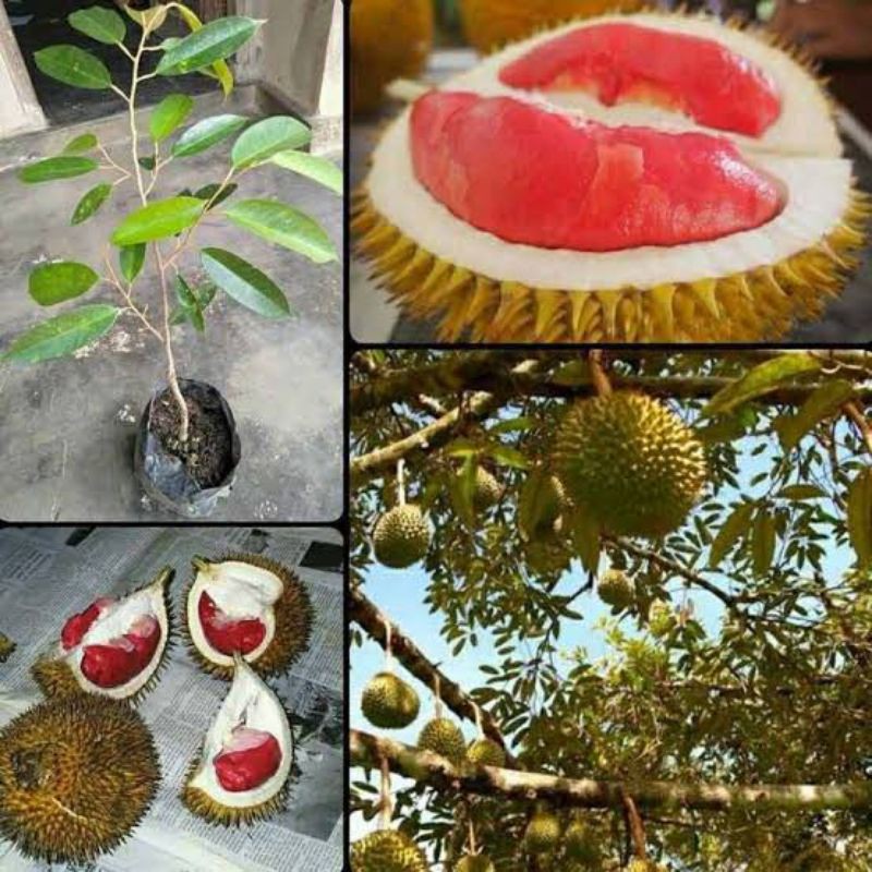 Detail Gambar Anggur Gambar Durian Nomer 54
