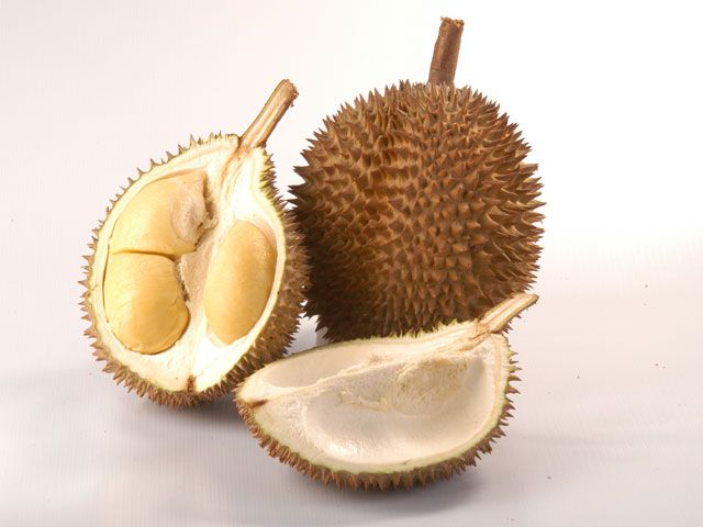 Detail Gambar Anggur Gambar Durian Nomer 7