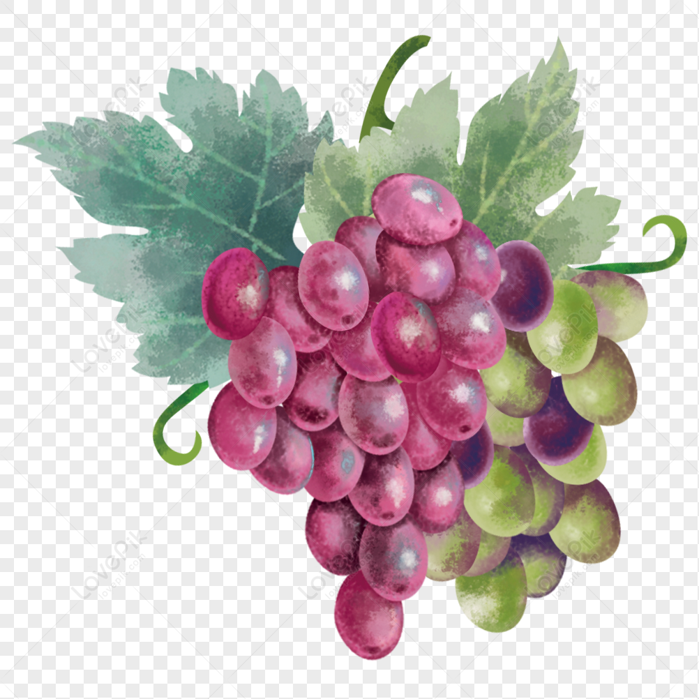 Detail Gambar Anggur Png Nomer 18