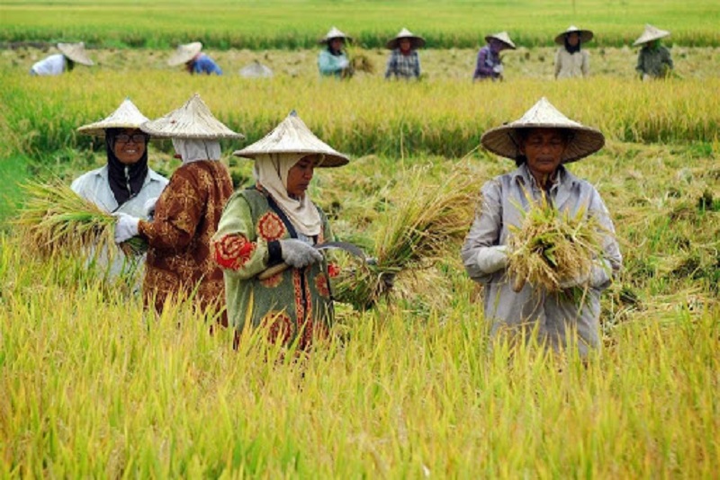 Detail Gambar Animasi Aktivitas Ekonomi Di Bidang Pertanian Nomer 31