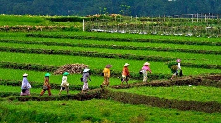 Detail Gambar Animasi Aktivitas Ekonomi Di Bidang Pertanian Nomer 8