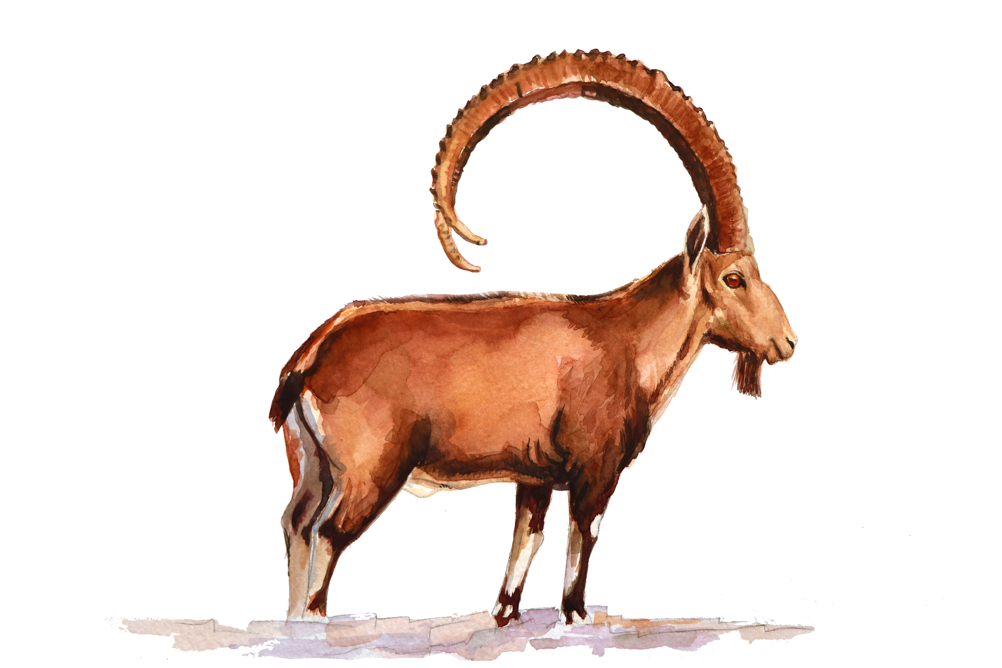 Detail Watercolour Goat Nomer 8