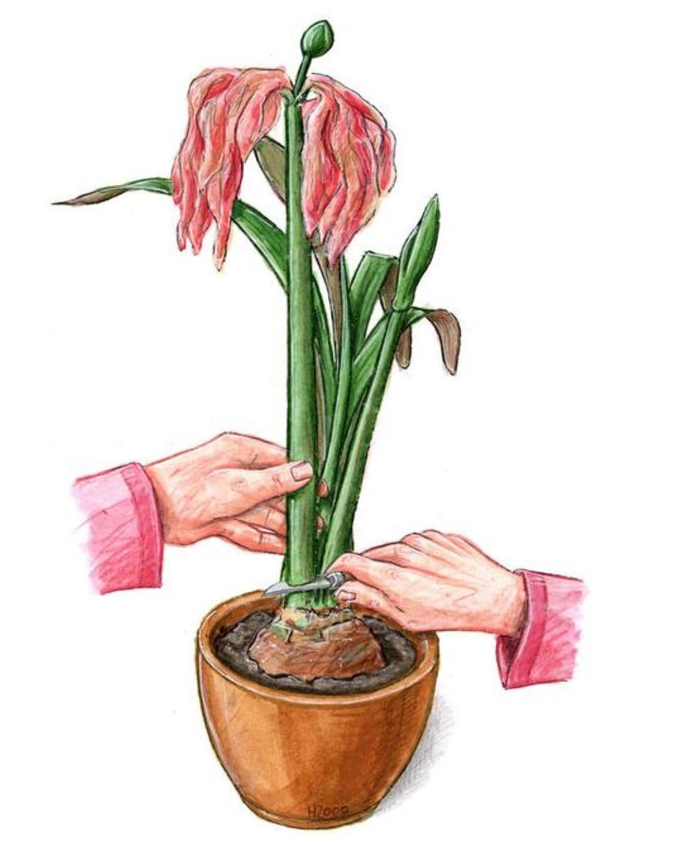 Amaryllis Anziehen - KibrisPDR