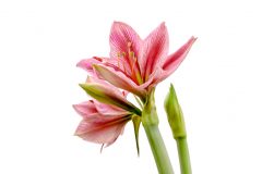 Detail Amaryllis Anziehen Nomer 11