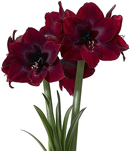 Detail Amaryllis Anziehen Nomer 21