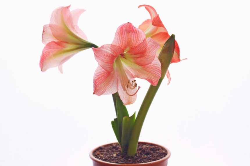 Detail Amaryllis Anziehen Nomer 3