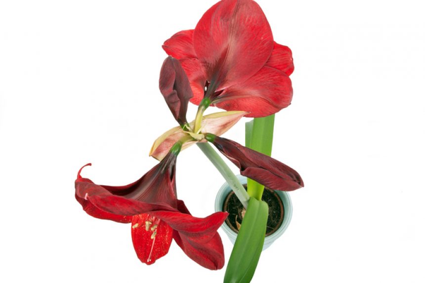 Detail Amaryllis Anziehen Nomer 5