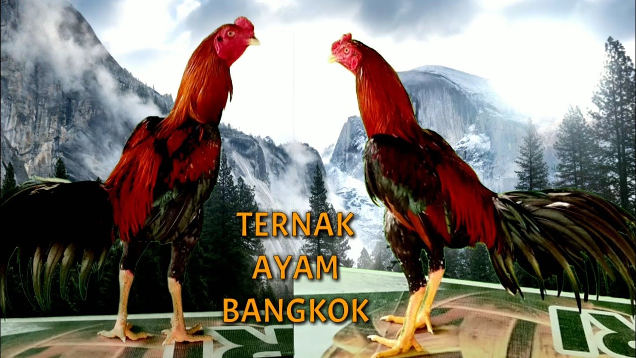 Detail Gambar Animasi Ayam Jago Petarung Nomer 23