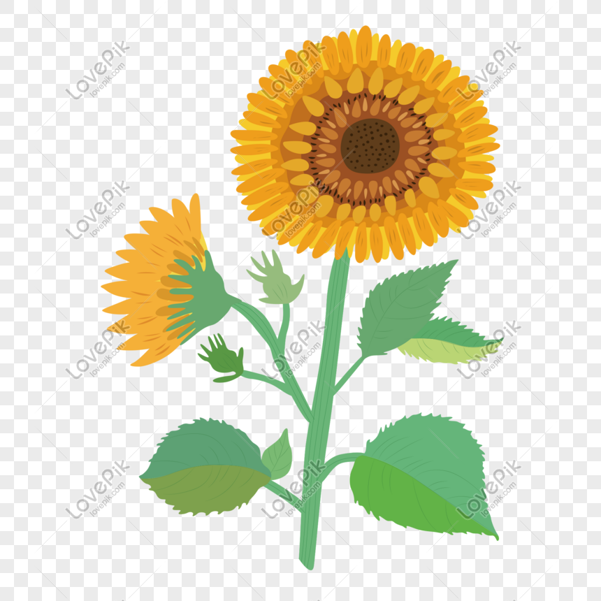 Detail Gambar Animasi Bergerak Bunga Matahari Nomer 27