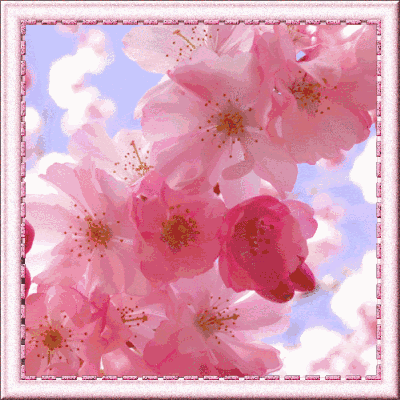 Detail Gambar Animasi Bergerak Bunga Sakura Gugur Nomer 33