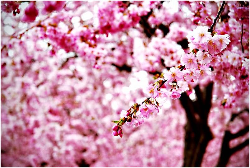 Detail Gambar Animasi Bergerak Bunga Sakura Gugur Nomer 52