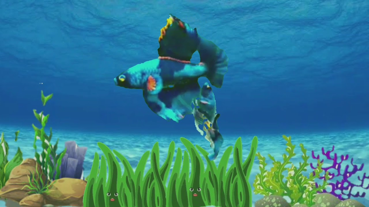 Detail Gambar Animasi Bergerak Ikan Hias Nomer 12