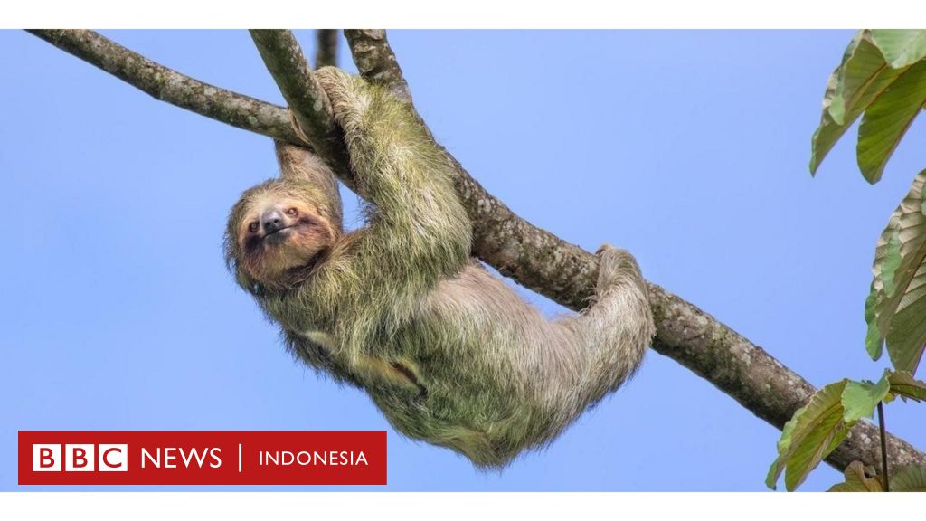 Detail Gambar Animasi Binatang Hutan Bergerak Nomer 26