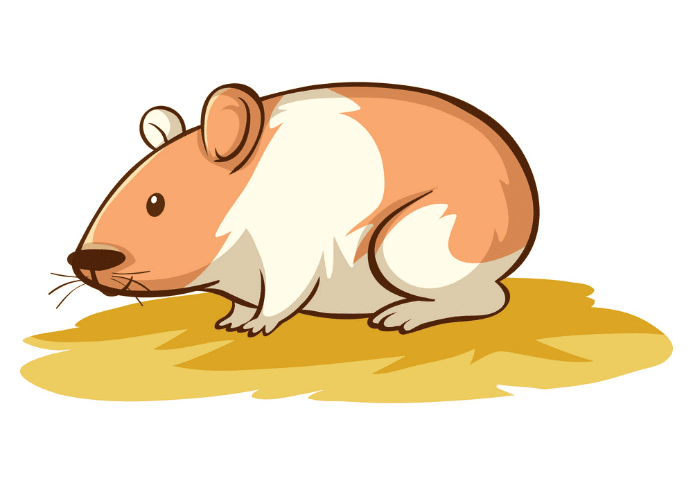 Detail Hamster Bilder Nomer 17