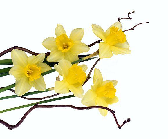 Blumen Ostern Gelb - KibrisPDR