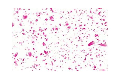 Detail Gambar Animasi Bunga Sakura Berguguran Nomer 24