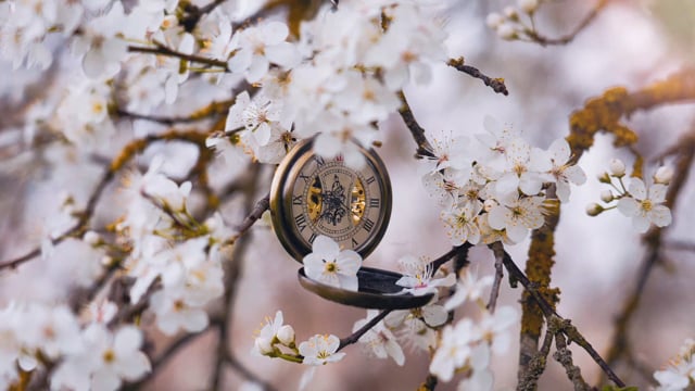 Detail Gambar Animasi Bunga Sakura Berguguran Nomer 47