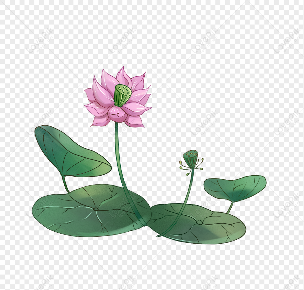 Detail Gambar Animasi Bunga Teratai Nomer 2