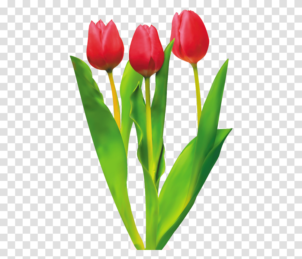 Detail Gambar Animasi Bunga Tulip Nomer 46