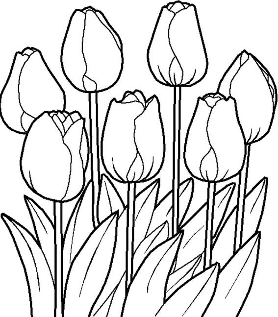 Detail Gambar Animasi Bunga Tulip Nomer 48