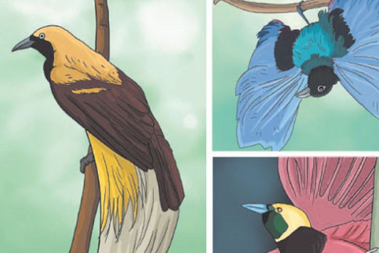 Detail Gambar Animasi Burung Cendrawasih Nomer 37