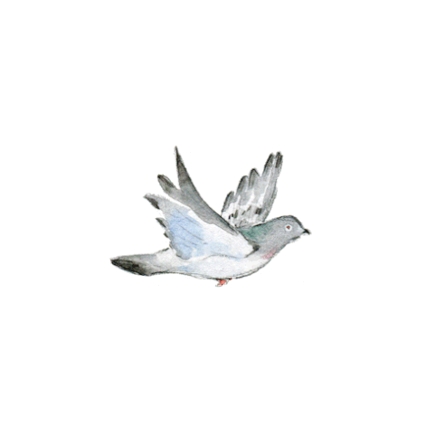 Detail Gambar Animasi Burung Gambar Burung Gif Nomer 19