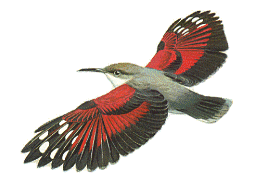 Detail Gambar Animasi Burung Gambar Burung Gif Nomer 20