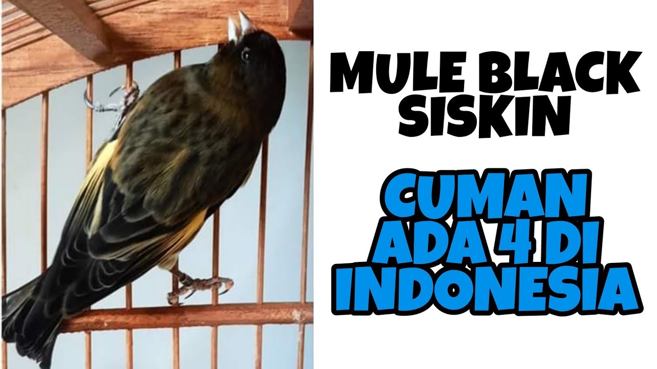 Detail Gambar Animasi Burung Kenari Nomer 52