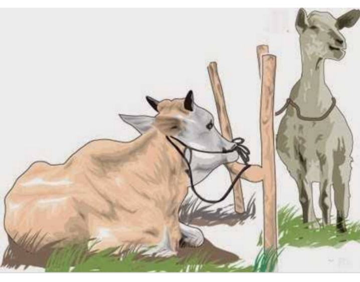Detail Gambar Animasi Domba Qurban Nomer 14