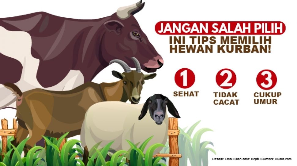 Detail Gambar Animasi Domba Qurban Nomer 31