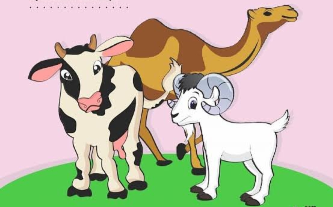 Detail Gambar Animasi Domba Qurban Nomer 43