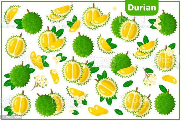 Detail Gambar Animasi Durian Nomer 12