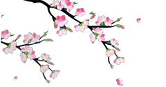 Detail Gambar Animasi Gerak Bunga Sakura Nomer 17