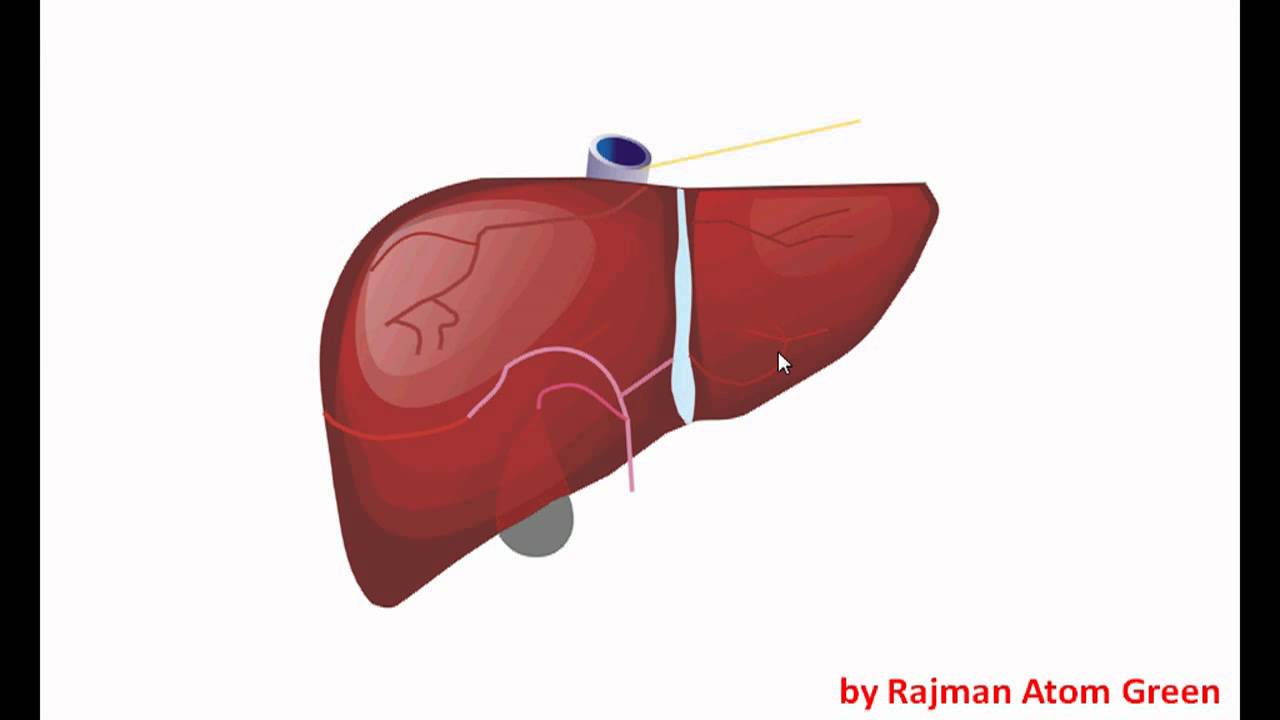 Detail Gambar Animasi Hati Dan Otak Nomer 23