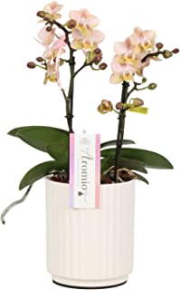 Orchideen Baumstamm - KibrisPDR