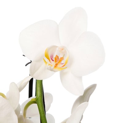 Detail Orchideen Baumstamm Nomer 6