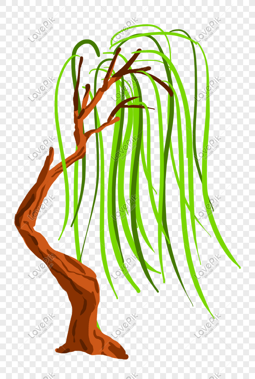 Detail Willow Tree Png Nomer 20