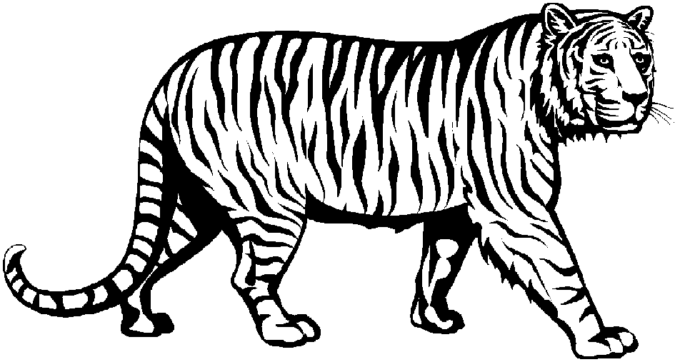 Black Tiger Pic - KibrisPDR