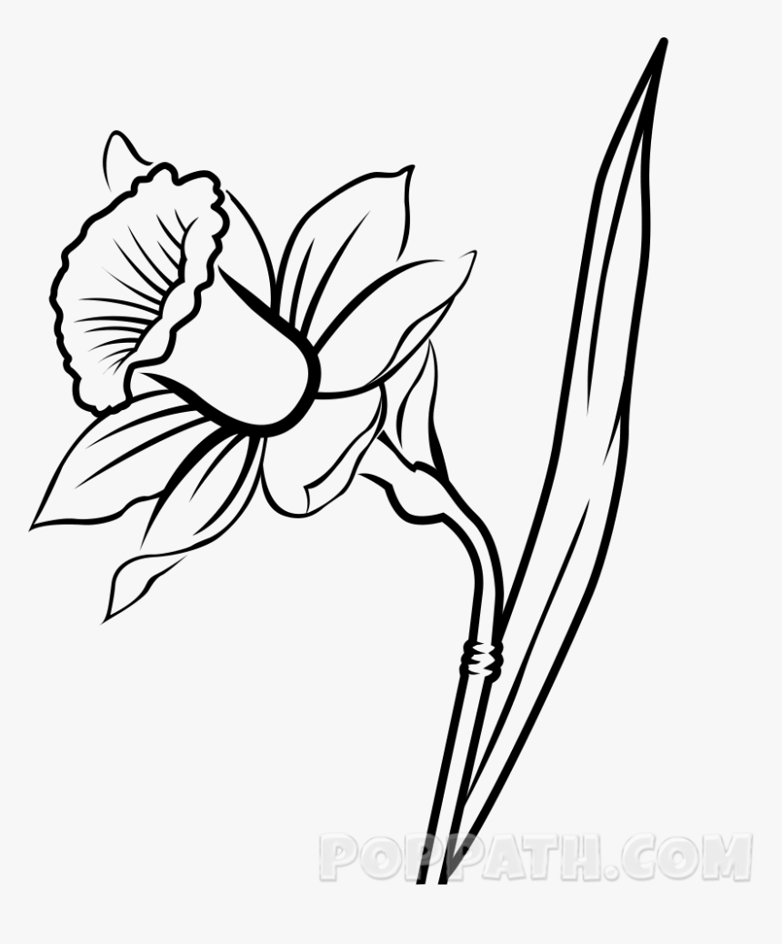 Detail Daffodil Drawing Nomer 9