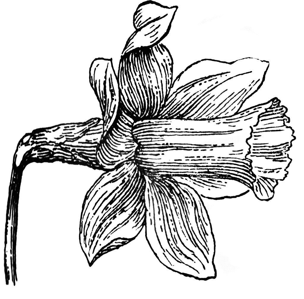 Detail Daffodil Drawing Nomer 10