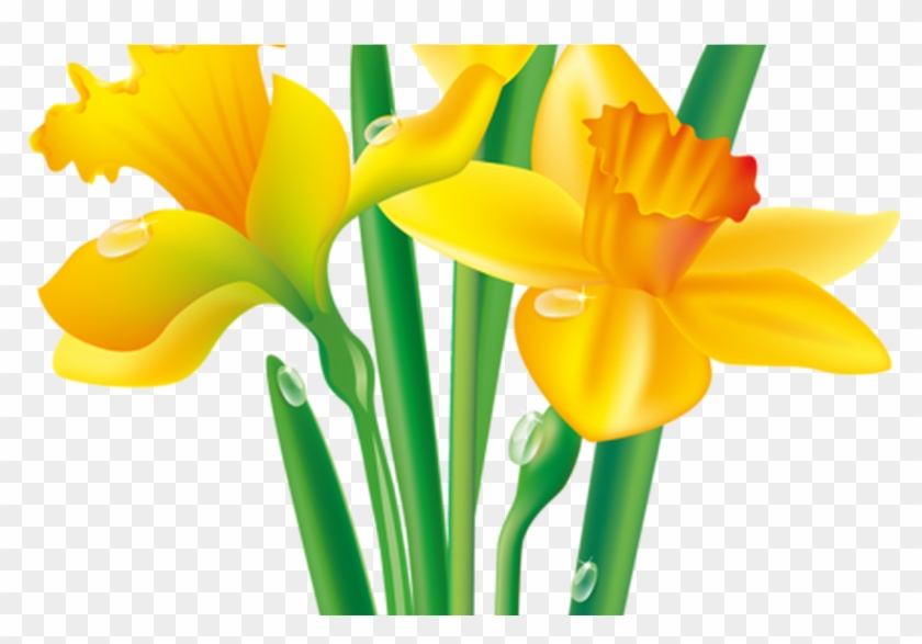 Detail Daffodil Drawing Nomer 14