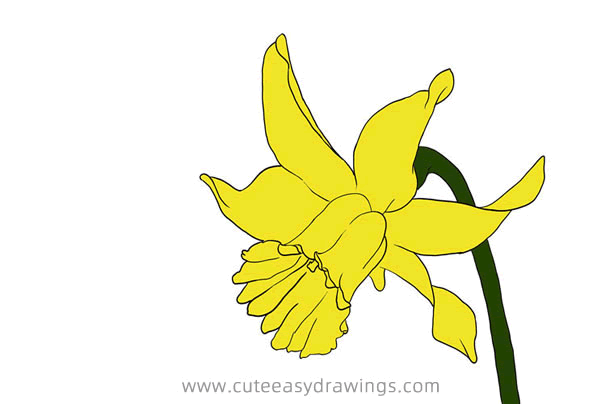 Detail Daffodil Drawing Nomer 17