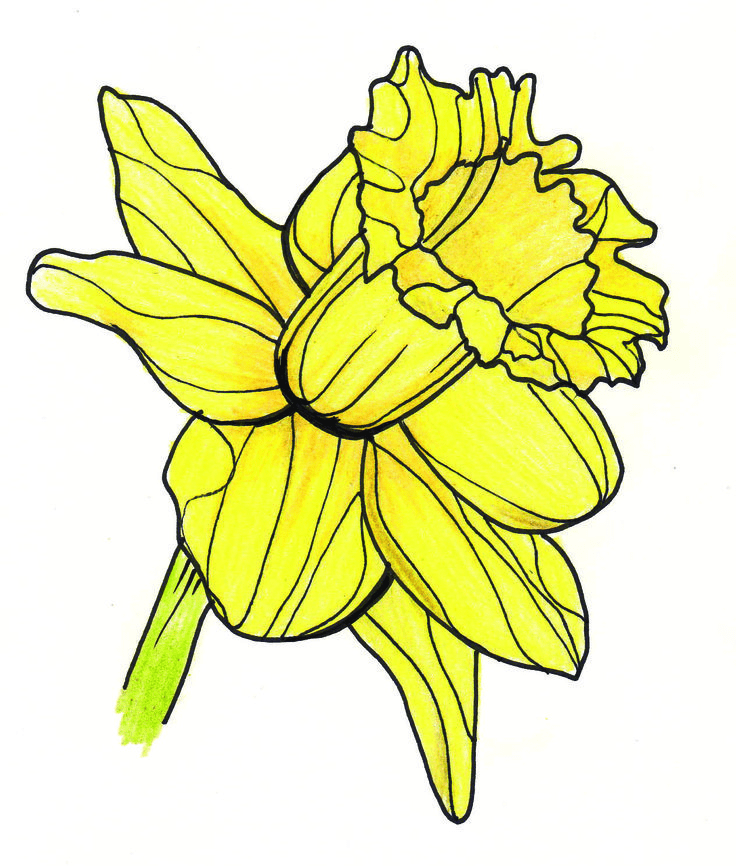 Detail Daffodil Drawing Nomer 19
