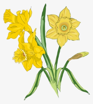 Detail Daffodil Drawing Nomer 22