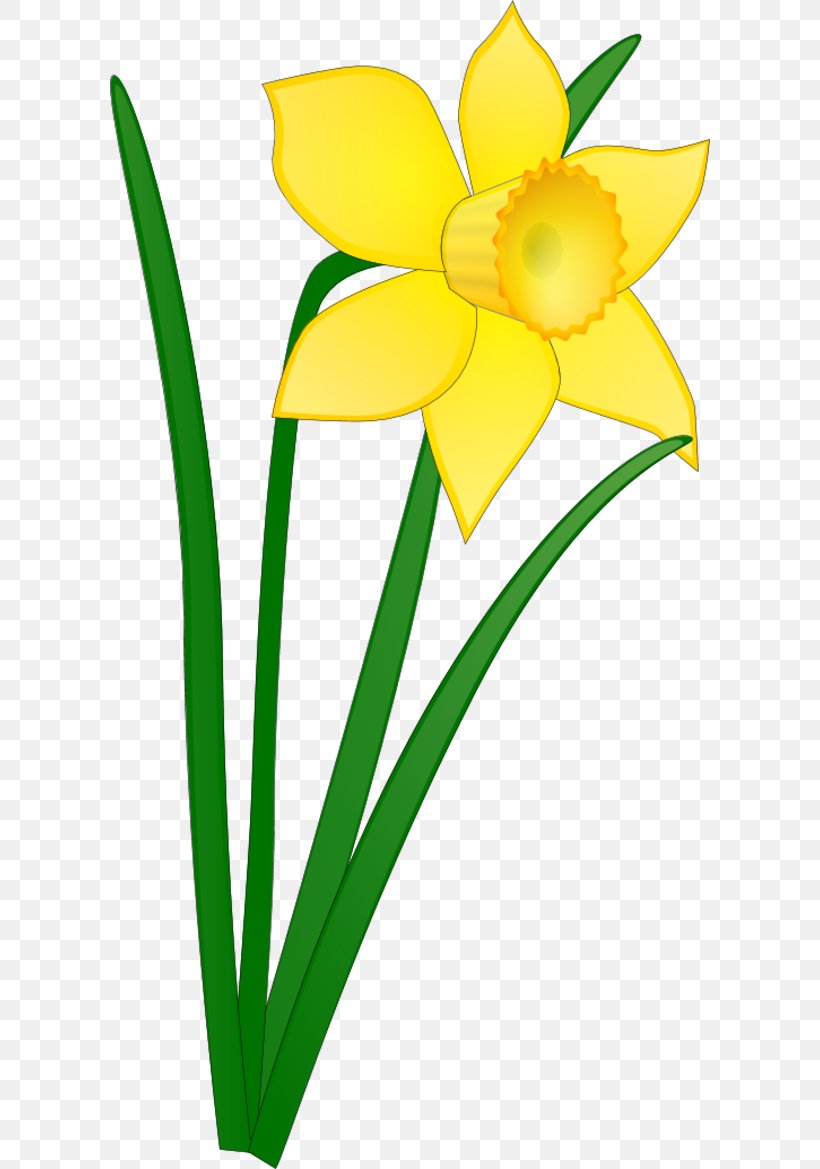 Detail Daffodil Drawing Nomer 3