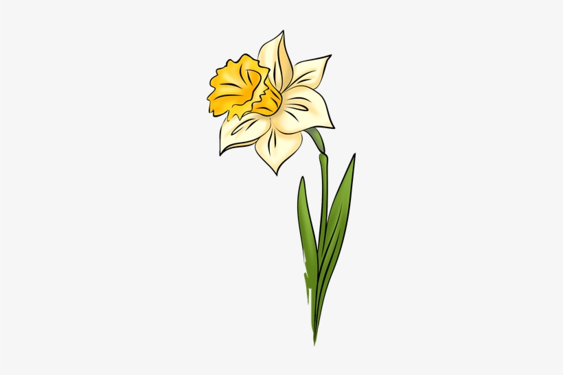 Detail Daffodil Drawing Nomer 4