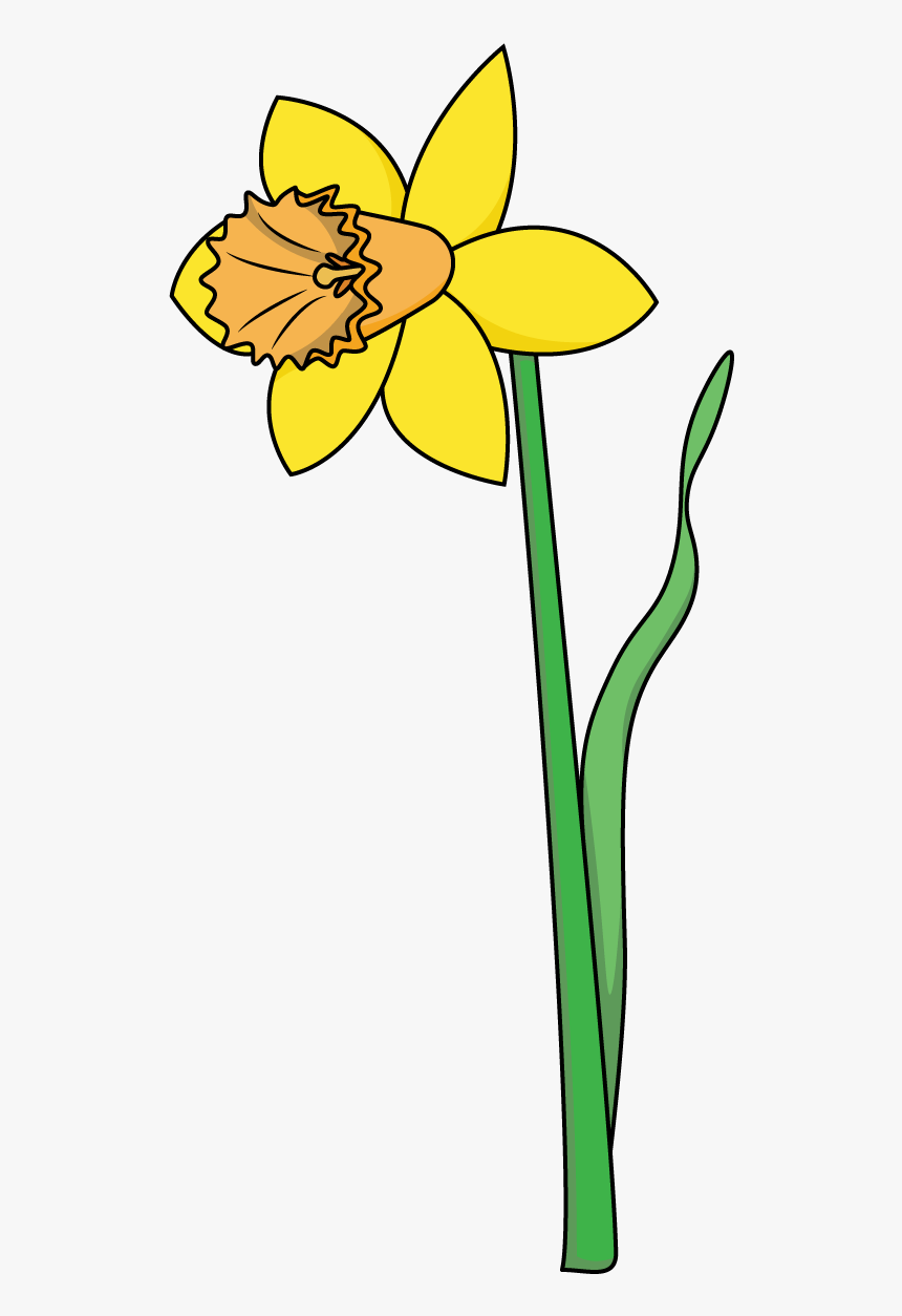 Detail Daffodil Drawing Nomer 5